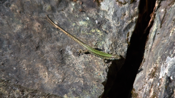Photo of Podarcis muralis by <a href="http://www.flickr.com/photos/wolfnowl">Mike Nelson Pedde</a>